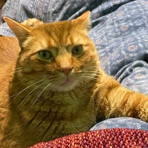 Meet your Posher, Lizzie